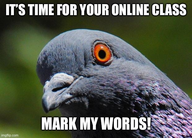 Pigeon Memes - Imgflip | IT’S TIME FOR YOUR ONLINE CLASS; MARK MY WORDS! | image tagged in pigeon | made w/ Imgflip meme maker