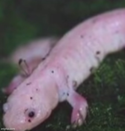 This is an adult axolotl. Have a good day. | made w/ Imgflip meme maker