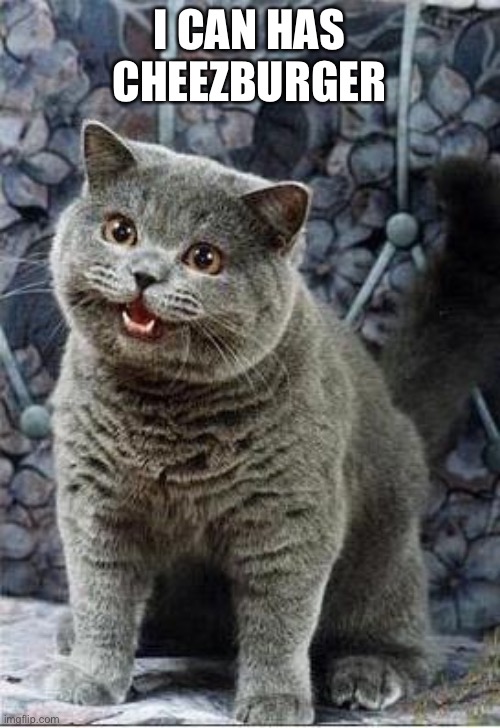 I can has cheezburger cat | I CAN HAS CHEEZBURGER | image tagged in i can has cheezburger cat | made w/ Imgflip meme maker