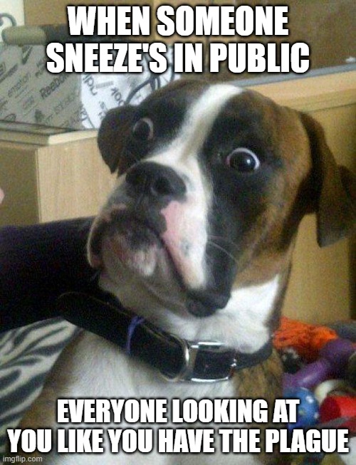 Blankie the Shocked Dog | WHEN SOMEONE SNEEZE'S IN PUBLIC; EVERYONE LOOKING AT YOU LIKE YOU HAVE THE PLAGUE | image tagged in blankie the shocked dog | made w/ Imgflip meme maker