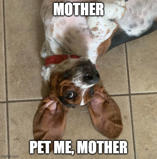 Pet Me Mother Imgflip