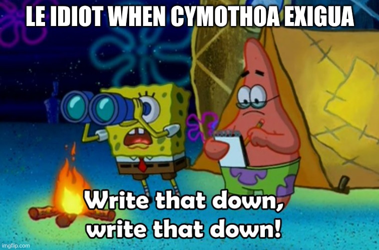 aka the tongue-eating louse .:) | LE IDIOT WHEN CYMOTHOA EXIGUA | made w/ Imgflip meme maker