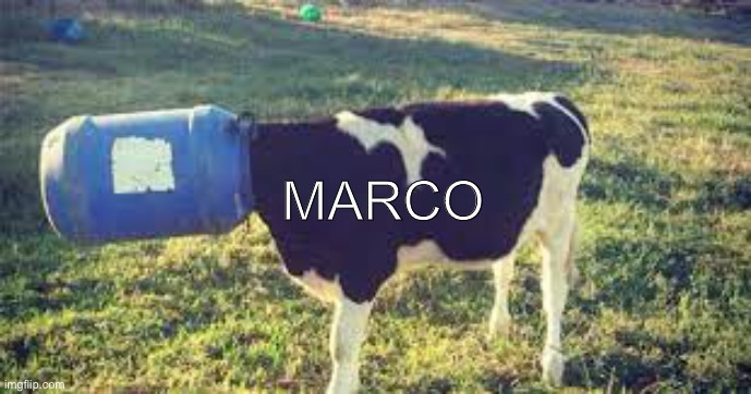 marco | MARCO | image tagged in marco | made w/ Imgflip meme maker