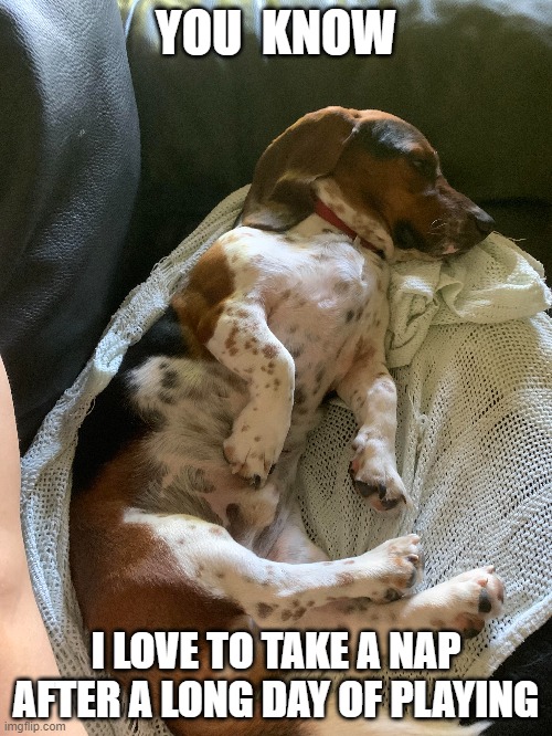 Sleepy Pup | YOU  KNOW; I LOVE TO TAKE A NAP AFTER A LONG DAY OF PLAYING | image tagged in puppy,cute,funny | made w/ Imgflip meme maker