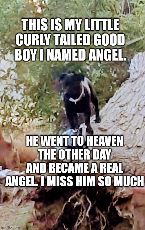 THIS IS MY LITTLE CURLY TAILED GOOD BOY I NAMED ANGEL. HE WENT TO HEAVEN THE OTHER DAY AND BECAME A REAL ANGEL. I MISS HIM SO MUCH | image tagged in dog,heaven | made w/ Imgflip meme maker