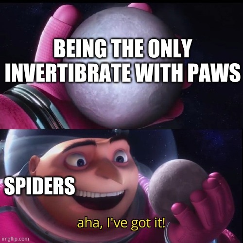 ' | BEING THE ONLY INVERTIBRATE WITH PAWS; SPIDERS | made w/ Imgflip meme maker