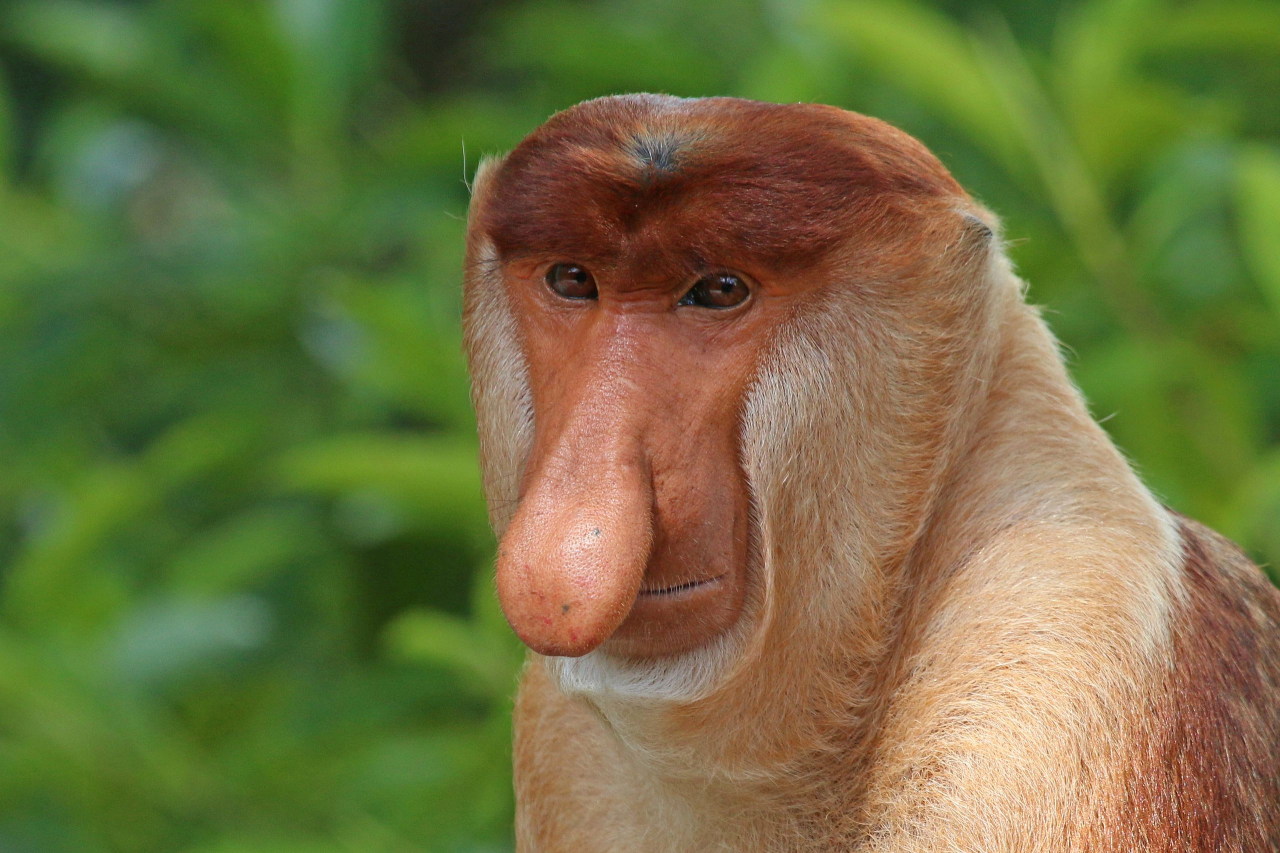 High Quality Big nose monkey Blank Meme Template
