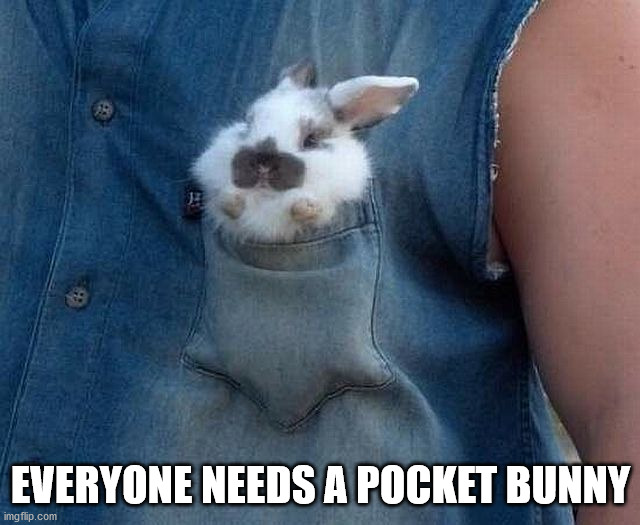 EVERYONE NEEDS A POCKET BUNNY | image tagged in bunnies | made w/ Imgflip meme maker