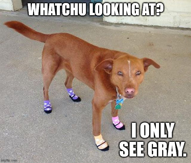 WHATCHU LOOKING AT? I ONLY SEE GRAY. | image tagged in dogs | made w/ Imgflip meme maker