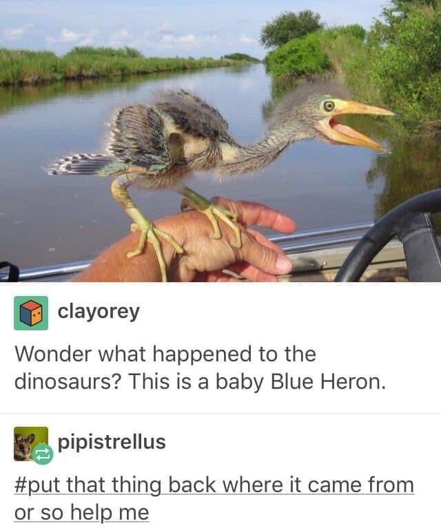 High Quality Baby blue heron Blank Meme Template