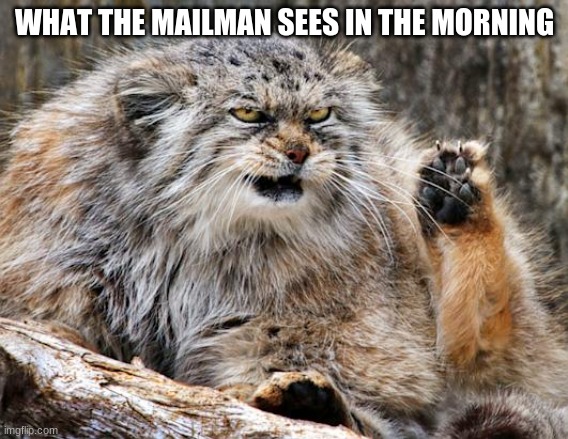 Angy cat | WHAT THE MAILMAN SEES IN THE MORNING | image tagged in grumpy cat,mailman,memes,relatable | made w/ Imgflip meme maker