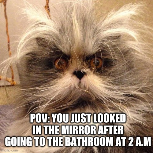 Cat | POV: YOU JUST LOOKED IN THE MIRROR AFTER GOING TO THE BATHROOM AT 2 A.M | image tagged in cat,morning,meme | made w/ Imgflip meme maker