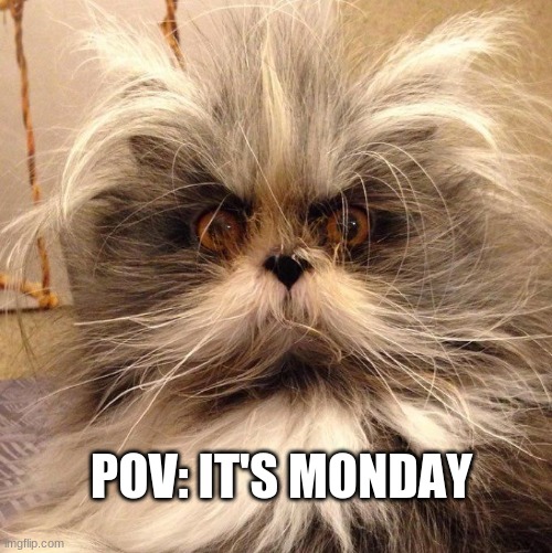 Mondays... | POV: IT'S MONDAY | image tagged in monday,cat,relatable,memes | made w/ Imgflip meme maker