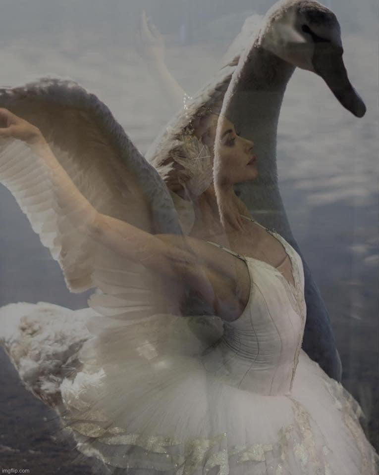 Swan Lake dancer | image tagged in swan lake dancer | made w/ Imgflip meme maker