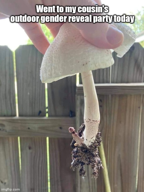 Revelation at a garden party | Went to my cousin's outdoor gender reveal party today | image tagged in funny shroom,mushroom,humor | made w/ Imgflip meme maker