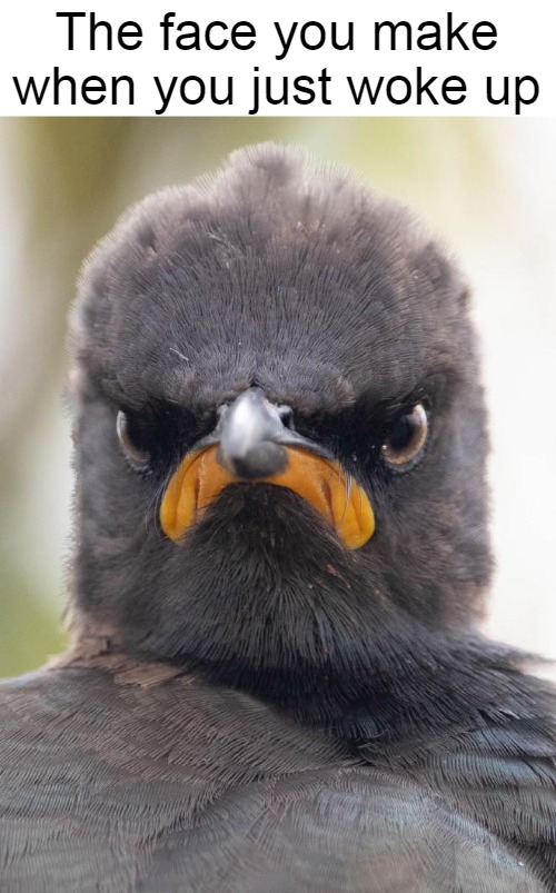 Cranky Bird | The face you make when you just woke up | image tagged in meme,memes,bird | made w/ Imgflip meme maker