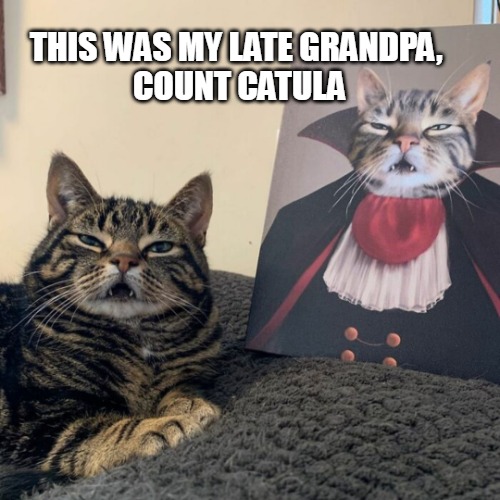 Fangs Run from Generation to Generation | THIS WAS MY LATE GRANDPA, 
COUNT CATULA | image tagged in meme,memes,cat,cats,dracula | made w/ Imgflip meme maker