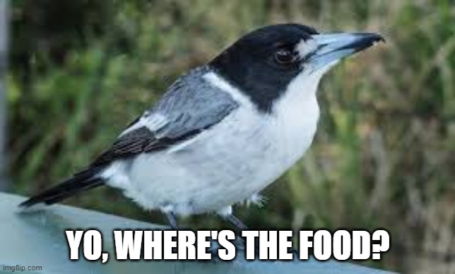 where is the food | YO, WHERE'S THE FOOD? | image tagged in food,bird | made w/ Imgflip meme maker