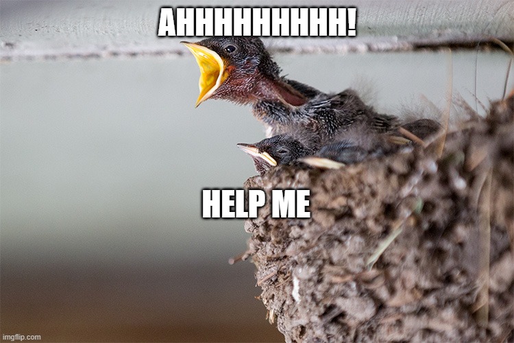 ahhhhhhh | AHHHHHHHHH! HELP ME | image tagged in bird | made w/ Imgflip meme maker