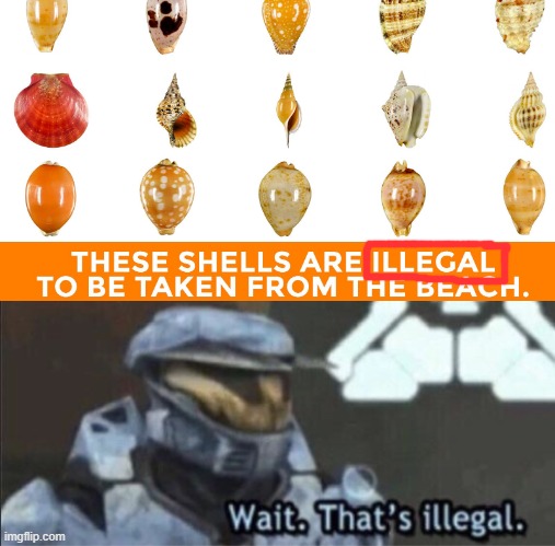 seashells are illegal | image tagged in wait that's illegal,illegal,shell | made w/ Imgflip meme maker