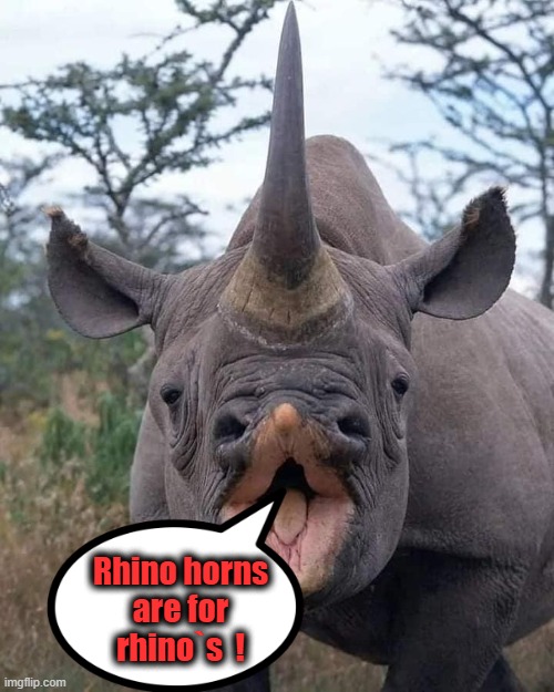 Rhino horns ! |  Rhino horns
are for
rhino`s  ! | image tagged in rhino | made w/ Imgflip meme maker