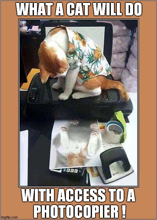 Cats Home Office Fun ! | WHAT A CAT WILL DO; WITH ACCESS TO A
 PHOTOCOPIER ! | image tagged in cats,photocopier | made w/ Imgflip meme maker