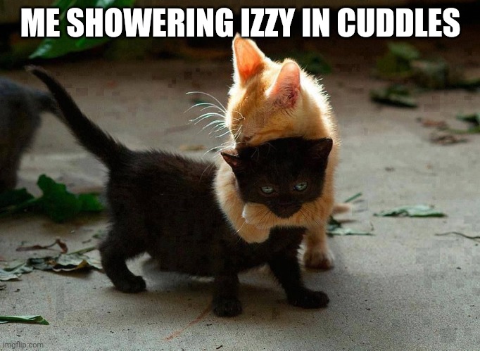 kitten hug | ME SHOWERING IZZY IN CUDDLES | image tagged in kitten hug | made w/ Imgflip meme maker