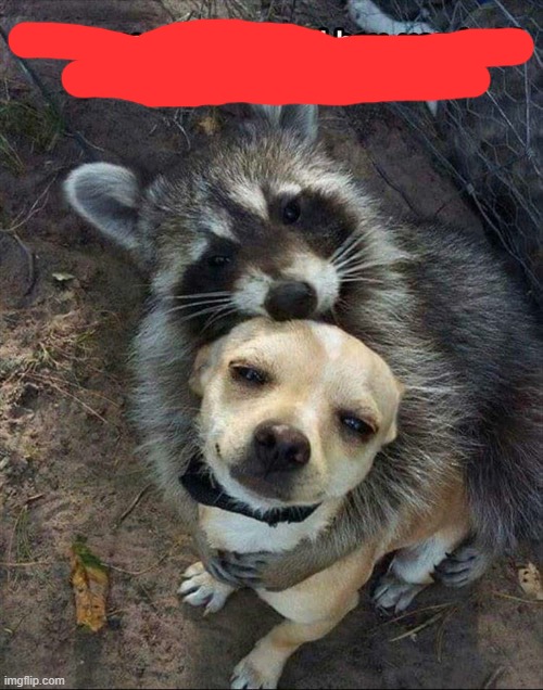 Raccoon hugging dog | image tagged in raccoon hugging dog | made w/ Imgflip meme maker