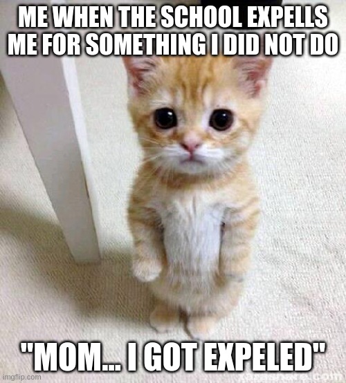 Cute Cat Meme | ME WHEN THE SCHOOL EXPELLS ME FOR SOMETHING I DID NOT DO; "MOM... I GOT EXPELED" | image tagged in memes,cute cat | made w/ Imgflip meme maker