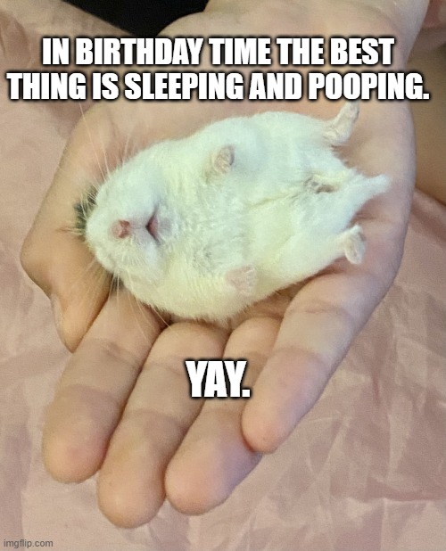 sleeping hammy | IN BIRTHDAY TIME THE BEST THING IS SLEEPING AND POOPING. YAY. | image tagged in sleepy hammy | made w/ Imgflip meme maker