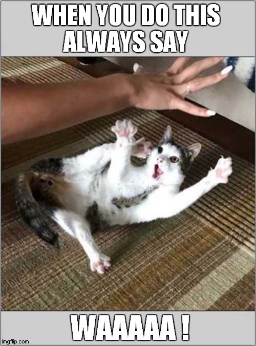 Cats Playtime Fun ! | WHEN YOU DO THIS 
ALWAYS SAY; WAAAAA ! | image tagged in cats,playing,fun | made w/ Imgflip meme maker