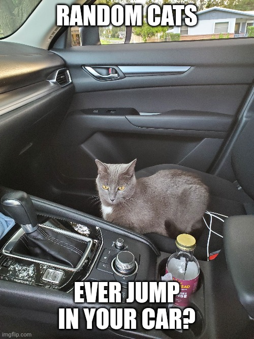 RANDOM CATS; EVER JUMP IN YOUR CAR? | image tagged in memes,cats | made w/ Imgflip meme maker