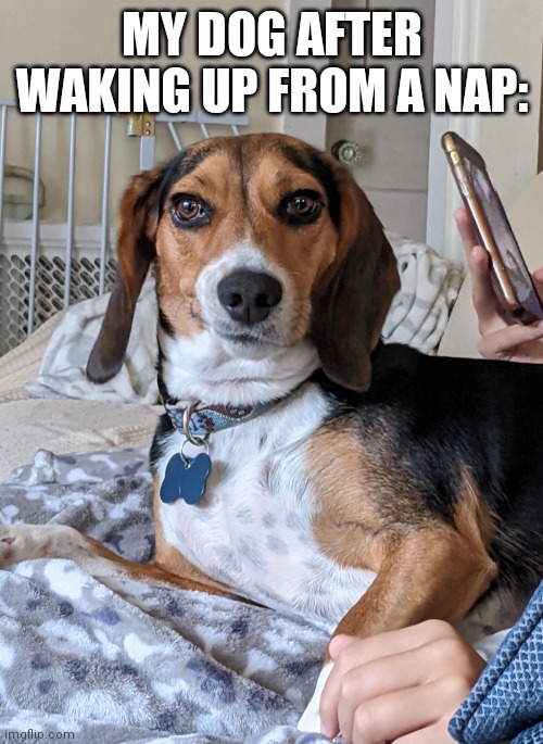 My Confused Dog |  MY DOG AFTER WAKING UP FROM A NAP: | image tagged in confused puppy | made w/ Imgflip meme maker