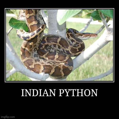 Indian Python | INDIAN PYTHON | | image tagged in demotivationals,python | made w/ Imgflip demotivational maker