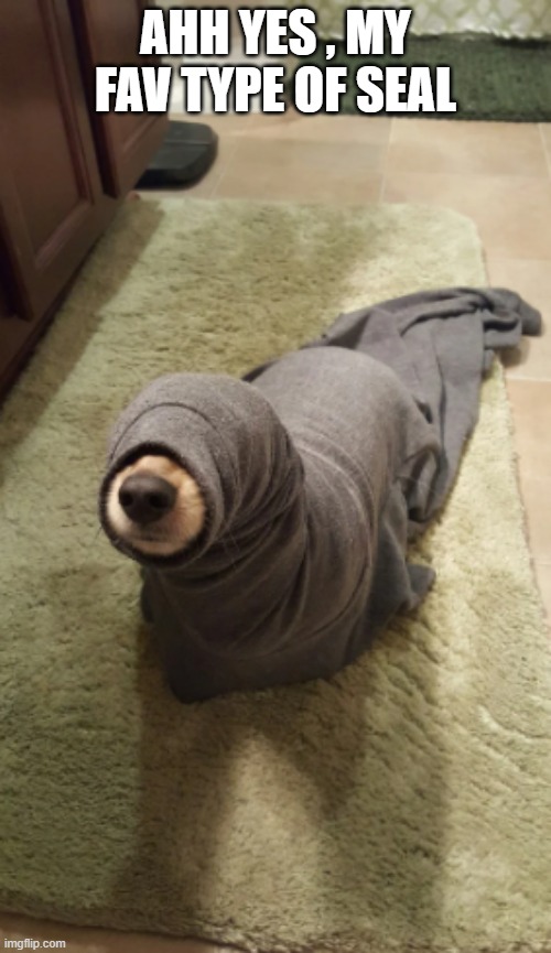 whose a good seal ? | AHH YES , MY FAV TYPE OF SEAL | made w/ Imgflip meme maker