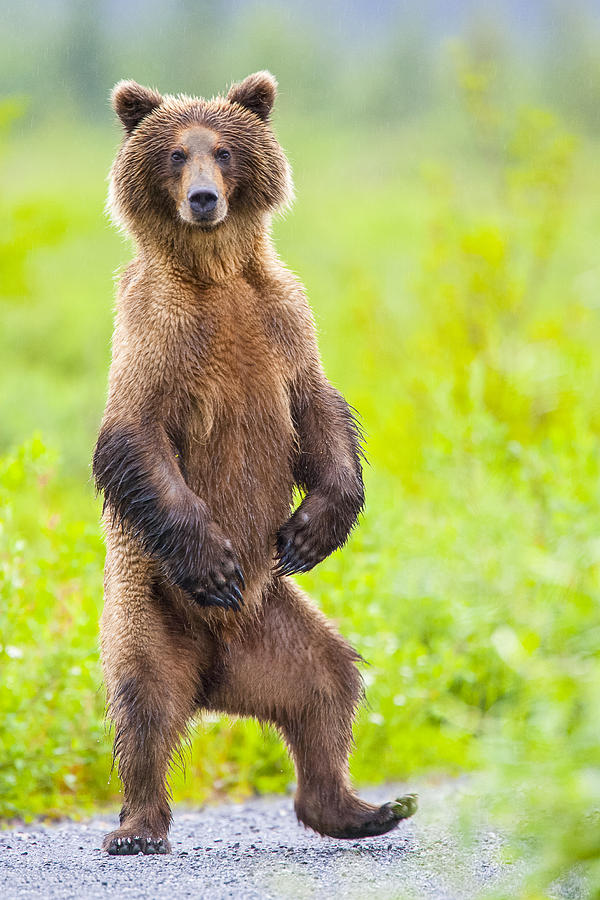 High Quality BEAR Blank Meme Template