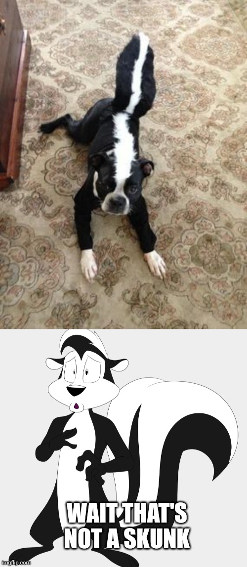 SKUNK DOG | WAIT THAT'S NOT A SKUNK | image tagged in dogs,dog,skunk,spooktober,halloween | made w/ Imgflip meme maker