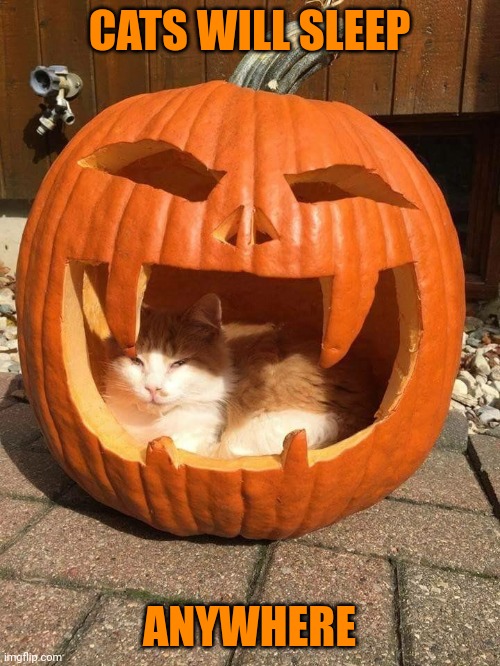 KITTIES PUMPKIN BED | CATS WILL SLEEP; ANYWHERE | image tagged in cats,funny cats,pumpkin,jack-o-lanterns,spooktober,halloween | made w/ Imgflip meme maker