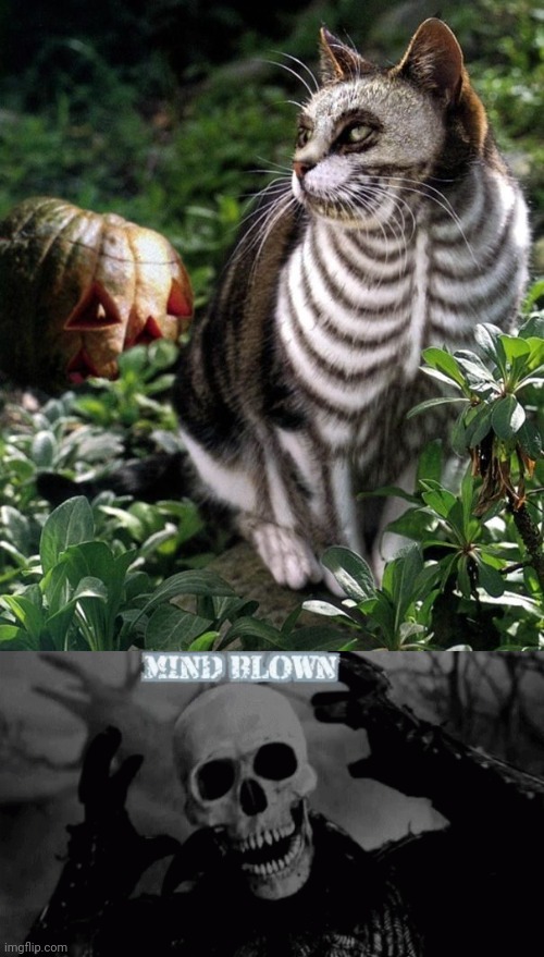 SKELETON CAT | image tagged in cats,funny cats,skeleton,spooktober,halloween | made w/ Imgflip meme maker