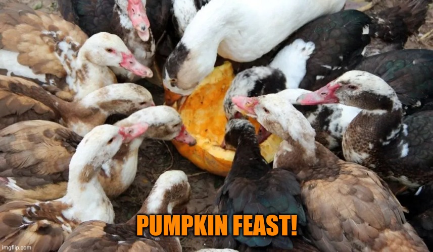 DUCKS VS PUMPKIN | PUMPKIN FEAST! | image tagged in ducks,pumpkin,duck | made w/ Imgflip meme maker