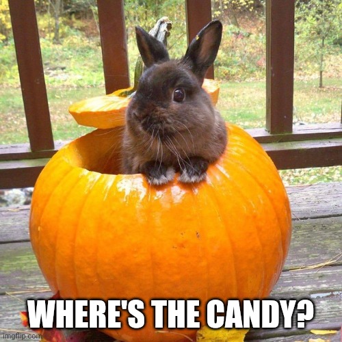 BUNNY AND THE PUMPKIN | WHERE'S THE CANDY? | image tagged in bunny,rabbit,pumpkin,bunnies | made w/ Imgflip meme maker