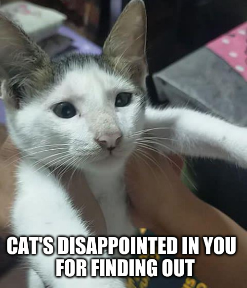 fafa | CAT'S DISAPPOINTED IN YOU 
 FOR FINDING OUT | image tagged in babys cat | made w/ Imgflip meme maker