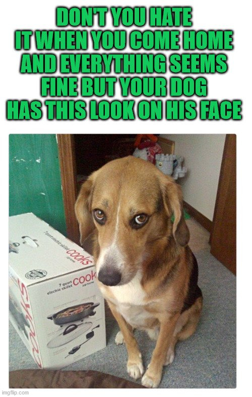 image tagged in dogs | made w/ Imgflip meme maker