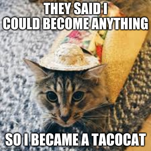 TaCoCaT | THEY SAID I COULD BECOME ANYTHING; SO I BECAME A TACOCAT | image tagged in tacocat | made w/ Imgflip meme maker