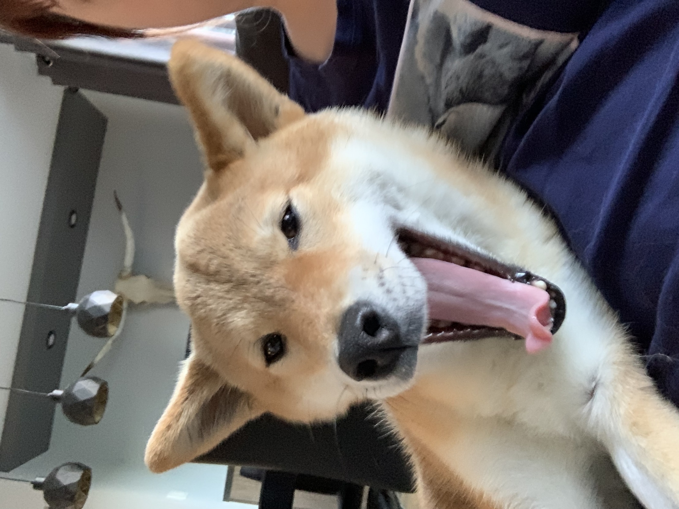 Kumi the shiba Blank Meme Template