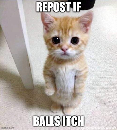 repost if balls itch | REPOST IF; BALLS ITCH | image tagged in memes,cute cat | made w/ Imgflip meme maker