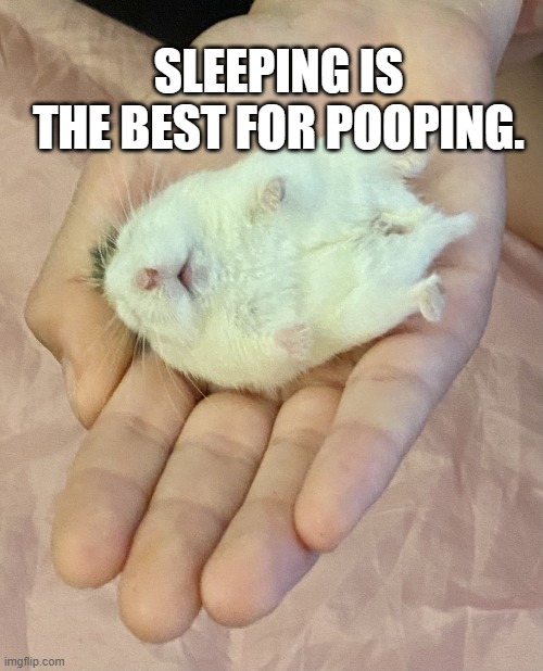 sleeping is the best for pooping | SLEEPING IS THE BEST FOR POOPING. | image tagged in sleepy hammy | made w/ Imgflip meme maker