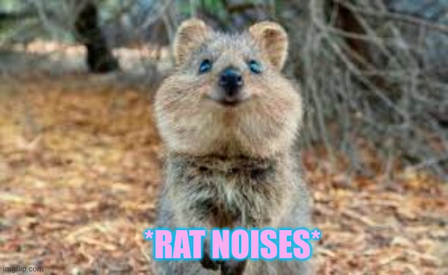 *RAT NOISES* | made w/ Imgflip meme maker