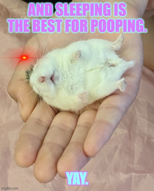 sleeping is the best for pooping | AND SLEEPING IS THE BEST FOR POOPING. YAY. | image tagged in sleepy hammy | made w/ Imgflip meme maker