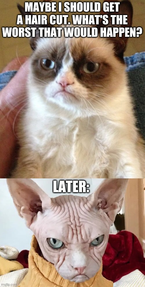 MAYBE I SHOULD GET A HAIR CUT. WHAT'S THE WORST THAT WOULD HAPPEN? LATER: | image tagged in memes,grumpy cat,cat,cats,meme,cat meme | made w/ Imgflip meme maker